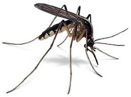 Нашестя комарів в Ужгороді зумовлене аномальним потеплінням