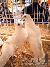 В Ужгороді відбудеться виставка голубів