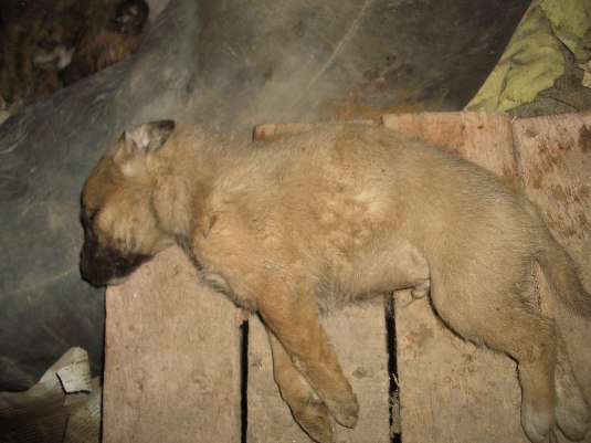 Отруєння собак на вулицях Ужгорода – сенс, ціна та результат такої "розправи" над тваринами