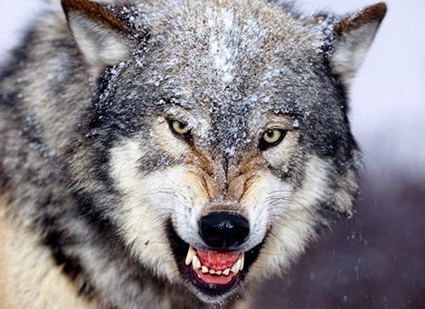 На закарпатській Воловеччині вовки затероризували людей?
