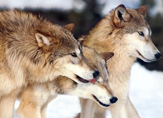 Румунські вовки налякали мешканців закарпатської Дубовинки