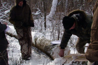 Воловецького лісничого судитимуть за незаконну вирубку лісу