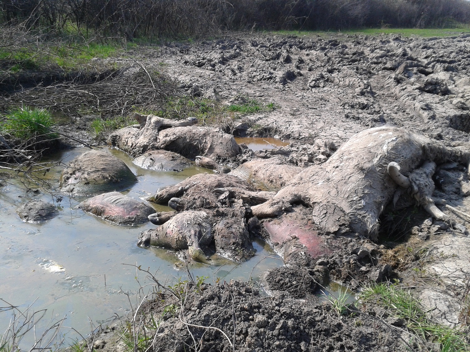 Закарпатські рятувальники відзвітували, що проблему з незаконним могильником худоби закопали в землю