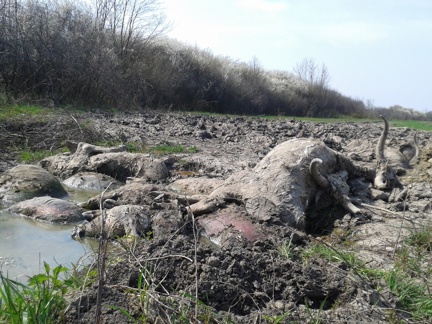Могильник сірих угорських корів на Берегівщині досі не ліквідовано (ФОТО)