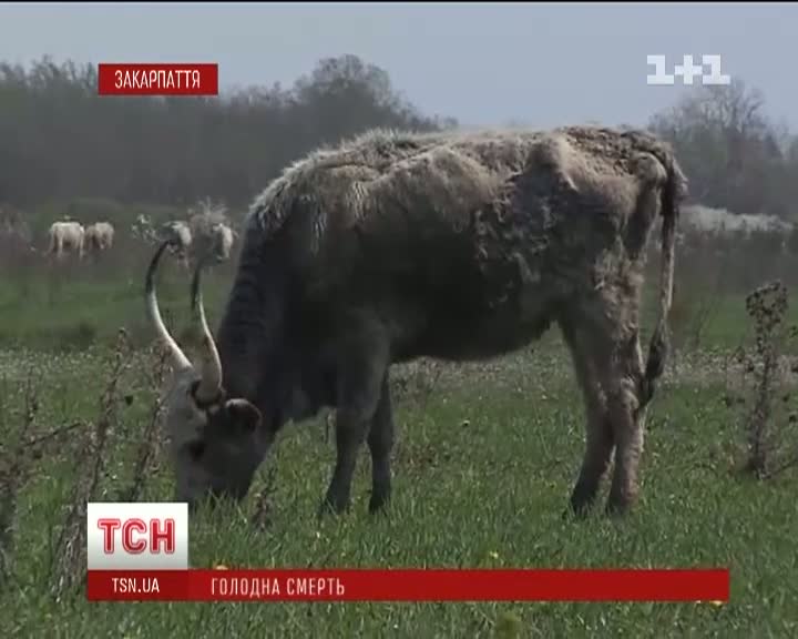 Власникам угорських корів загрожує штраф або тюрма (ВІДЕО)
