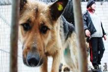 Влада Мукачева прийняла Програму та визначила фінансування притулку для собак