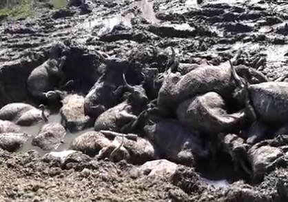 Влада каже, що контролює ситуацію із масовою загибеллю корів на Берегівщині