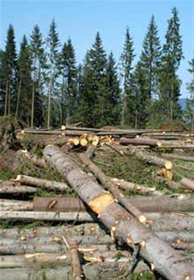 Позапланова перевірка Брустурянського ЛМГ завершилася рішенням про припинення лісозаготівлі
