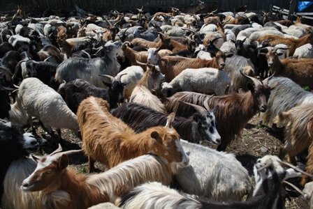 У Горінчеві на Хустщині пройшло свято «мішаня» овець (ФОТО)