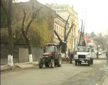 В Ужгороді на вулиці, на якій тиждень обрізали дерева, дерево впало на лінію електропередач