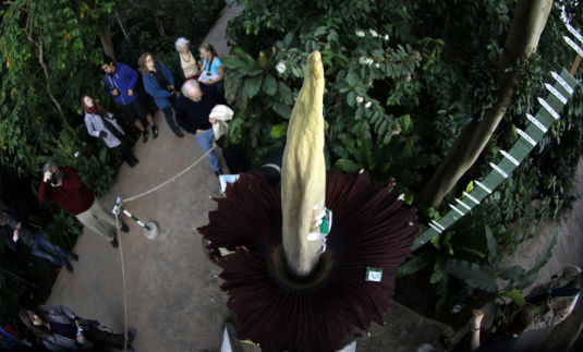  У Бельгії розквітла найбільша та найсмердючіша квітка в світі