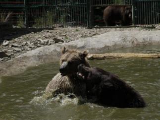 На Закарпатті ведмедів реабілітують після боїв з собаками і танців на вугіллі