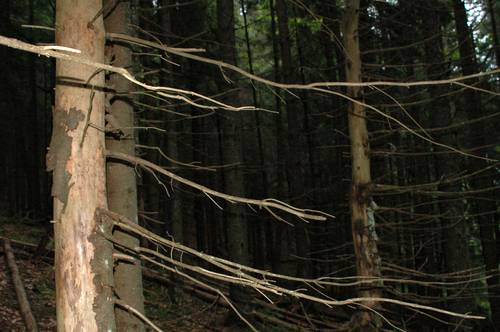 На Закарпатті стрімко всихають смерекові ліси (ФОТО)