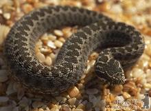 У серпні на Закарпатті різко побільшає змій