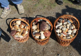 Поки лікарка з Мукачева на Берегівщині купувала гриби, її "Мерседес" обікрали на 13 тисяч