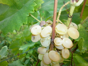 У Виноградові на одній ділянці зібрано 250 сортів винограду