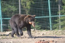 Ведмеді Нацпарку “Синевир” вже готуються до зими
