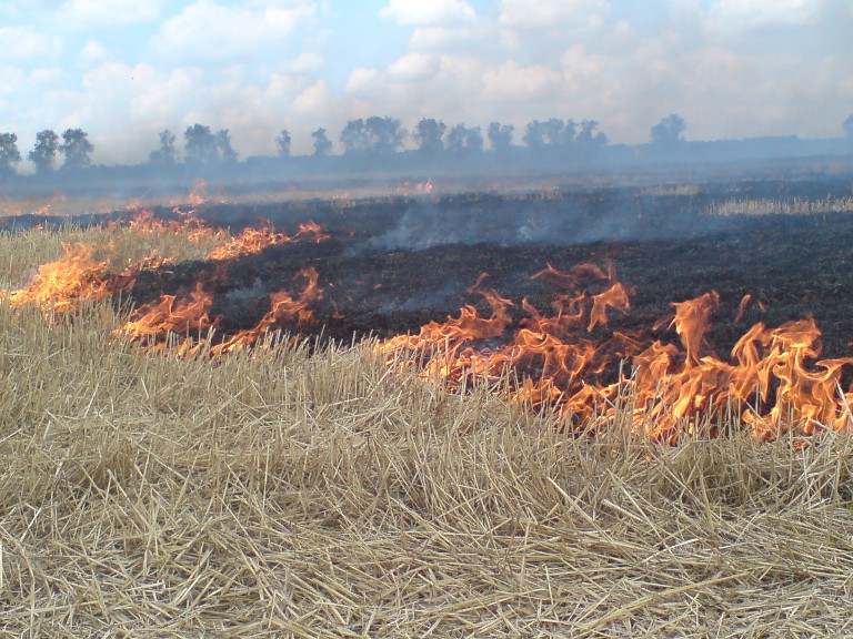 На Ужгородщині вигоріло 5 га трави і 8 дачних споруд