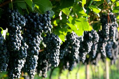 За підсумками 2013 року ціни на виноград у Закарпатській області знизилися на 15,7%