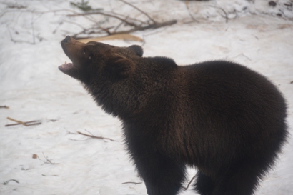 Через незвично теплу погоду ведмеді в "Синевірі" ніяк не впадуть у сплячку