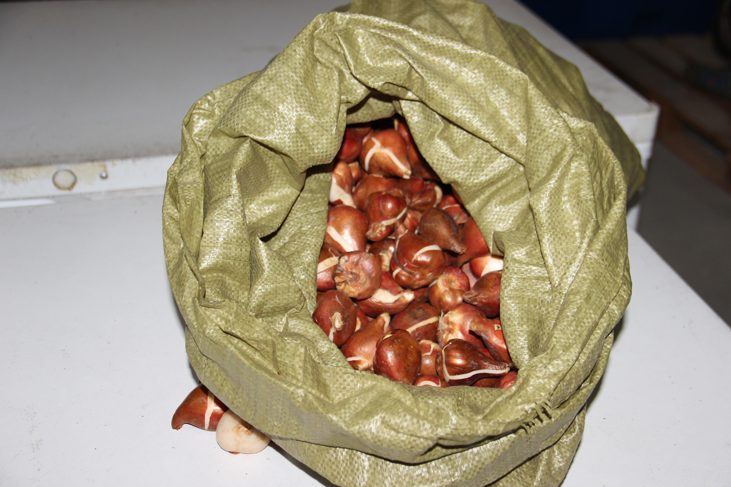 Чопські митники не впустили в Україну 700 кг контрабандних цибулин тюльпанів