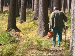 У лісі на Мукачівщині шукали 62-річного чоловіка