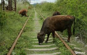 На Рахівщині потяг змушений був гальмувати через корову на колії