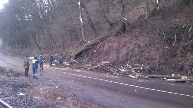 На Перечинщині на дорогу впало дерево (ФОТО)