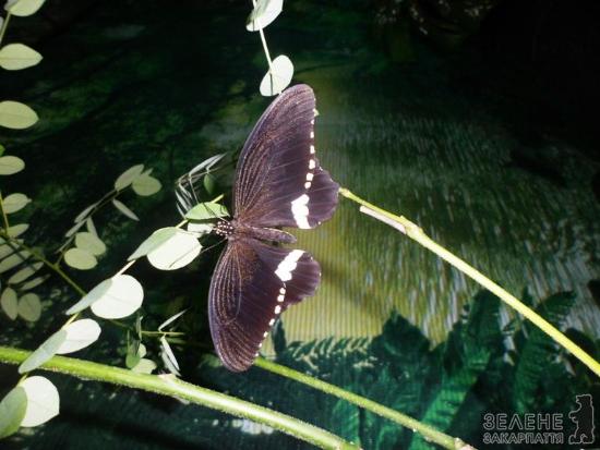 На ужгородській виставці метеликів можна побачити і екзотичних птахів (ФОТО)