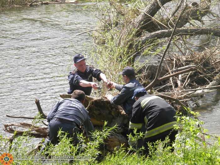Закарпатські рятувальники звільнили Уж від поваленого дерева, яке лежало в річці ще від початку весни (ФОТО)