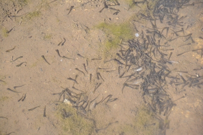 У Нацпарку «Синевир» у водойми випустили мальків форелі та гольця (ФОТО)