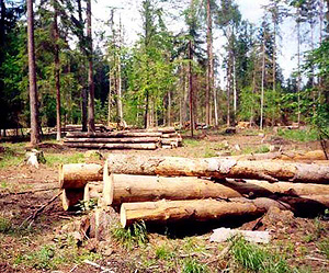 Держекологи виставили 4-м лісогосподарским підприємствам 77 тисяч грн претензій за завдані збитки