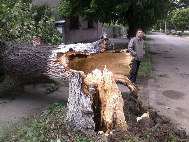 Буревій повалив в Ужгороді майже три десятки дерев