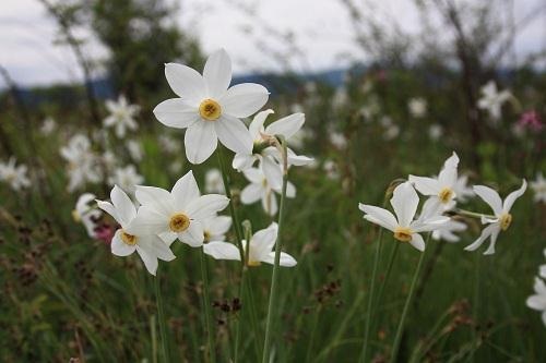 На околиці Буштина цвіте ще одне нарцисове поле (ФОТО)