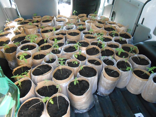 Мукачівець обладнав у двоповерховому особняку нарколабораторію і вирощував 88 рослин конопель (ФОТО)