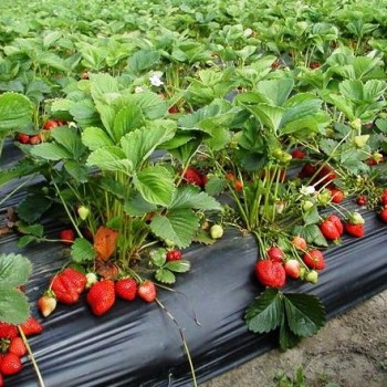 Щодня в закарпатському Широкому збирають сотні тон полуниці (ВІДЕО)