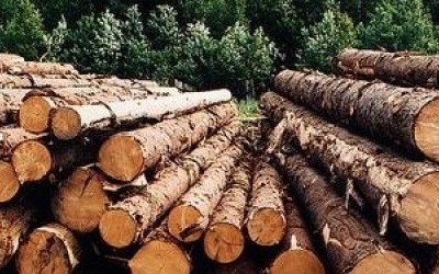 Цьогоріч на Закарпатті нарубали лісу на 37% більше