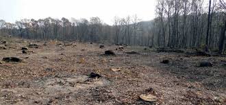 За незаконну рубку лісу на понад 300 тис грн закарпатські посадовці постануть перед судом