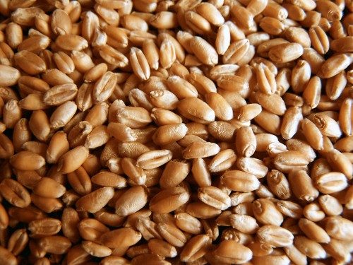 На Закарпатті суд стягнув з підприємства 400 тисяч "зернових" гривень