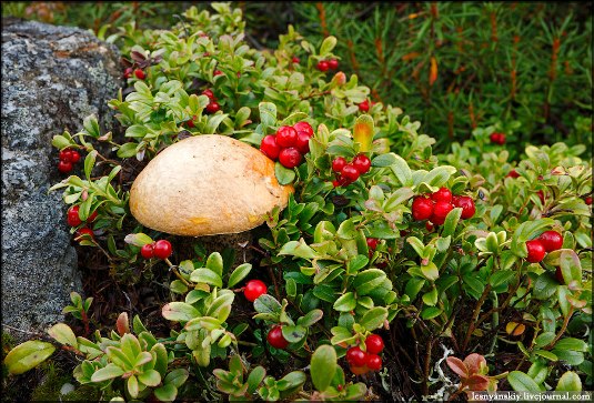 Закарпатці цьогоріч зможуть зібрати та реалізувати ягоди та гриби у більшій кількості, ніж минулого року