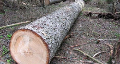 На Міжгірщині працівника лісгоспу вбило деревом через порушення технологічного процесу та невиконання інструкцій