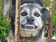 На Ужгородщині зареєстровано 34 звернення покусаних тваринами людей