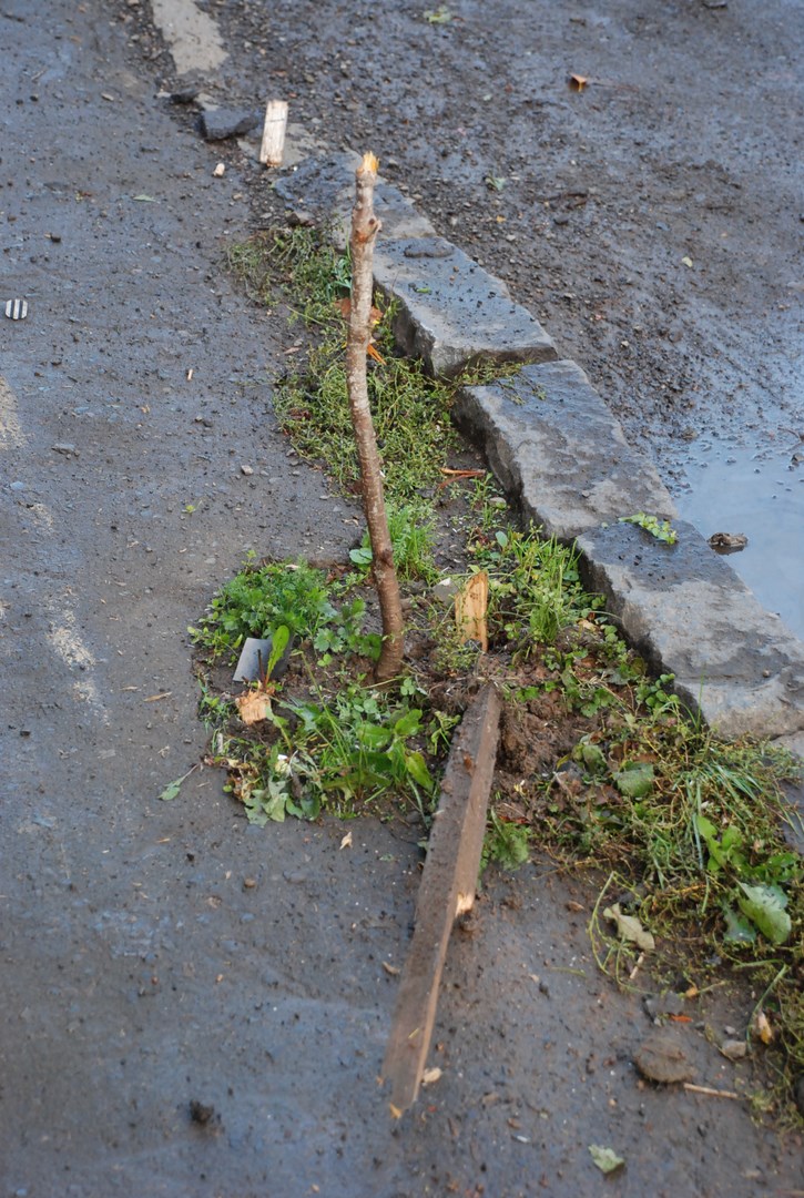В Іршаві водій легковика вилетів на тротуар, де понищив саджанці сакури (ФОТО)