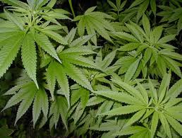 В оселі мукачівця знайшли майже півкілограма марихуани