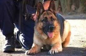 На Ужгородщині міліцейський собака допоміг знайти трьох неповнолітніх крадіїв золота