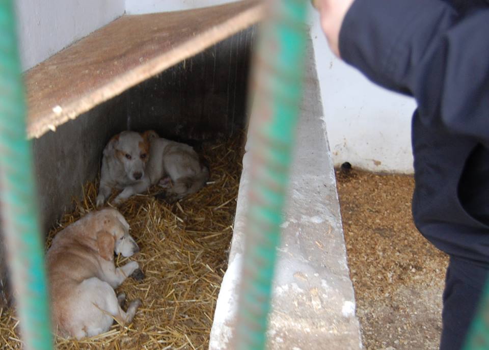 У Мукачеві проводили вилов безпритульних собак (ФОТО)
