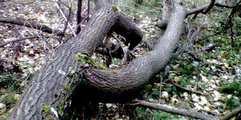 На Рахівщині чоловіка під час заготівлі дров убило деревом 