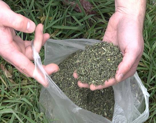 У 38-річного ужгородця в Перечині вилучили марихуани на 120 тис грн (РОЗШИРЕНО)(ФОТО, ВІДЕО)
