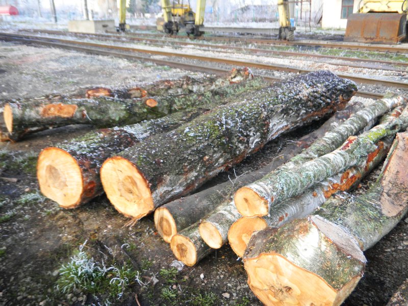 На Закарпатті завадили незаконному вивезенню через кордон 7 тонн деревини (ФОТО)