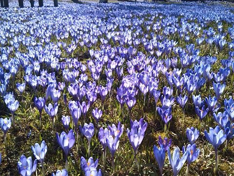 На Закарпатті на території нацпарку "Синевир" масово цвіте шафран Гейфеля (ФОТО)